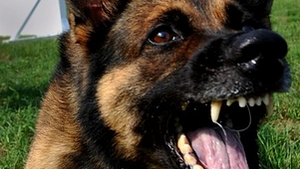 Czy zwierzęta mają jakiekolwiek prawa?