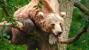 Przepiękny film przyrodniczy ukazujący uroki Puszczy Białowieskiej