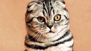 SZOK! Kot z koronawirusem? "To pierwszy przypadek na Wyspach"