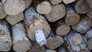 CBŚP złapało przemytników – papierosy ukryli w wydrążonych pniach ściętych sosen