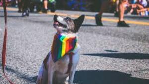 Homoseksualiści pozwą Ciebie za „homofobię”