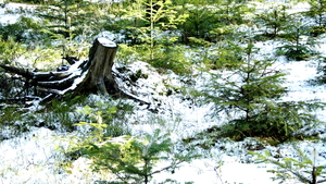 Sukces polskich Lasów Państwowych przemilczany przez media i UE!