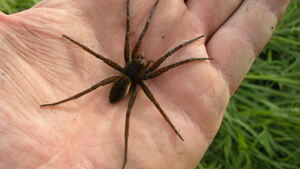 III RP, czyli sieciowa władza nad Polską