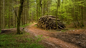 Korwin skrytykował likwidację lex Szyszko