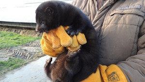 PiS chce wykończyć branżę, w której jesteśmy europejskim liderem
