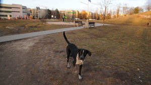 Wielka awantura o psi zadek na siedzeniu w autobusie