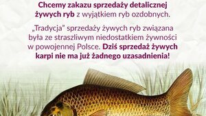 Partia Razem chce zabronić... sprzedaży żywych karpi