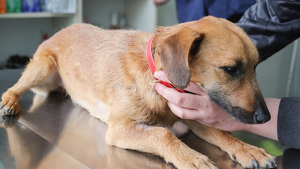 TOTALNY OBŁĘD! Zachodni naukowcy chcą szczepić na Covid-19 zwierzęta domowe. "To może być konieczne"