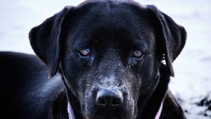 Seks z psem, kozą, koniem? W Kanadzie już można!