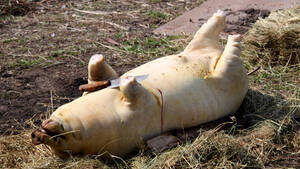 Skażona świńska padlina z Barbadosu czyli państwo z dykty i patosu