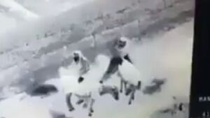 Prawdziwe oblicze muzułmanów! Czy Allah to widział? [WIDEO 18+]