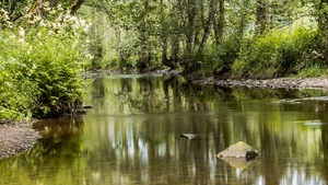 Najbardziej zanieczyszczona rzeka w Europie jest w Belgii