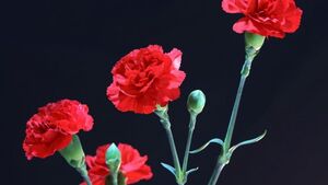 Berlińskie feministki będą świętować! Dzień Kobiet wolny od pracy