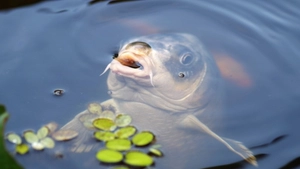 Karp azjatycki nie jest już azjatycki. Wszystko przez „rasizm”