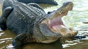 SZOK! Aligator został użyty jako… broń podczas napadu! [WIDEO]