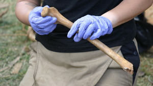 IPN odnalazł na terenie dawnego obozu NKWD szczątki 44 osób