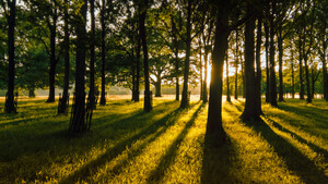 Francja ogłosiła... deklarację praw drzewa!