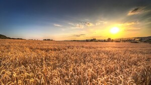 Abp Gądecki: Potraktujmy poważnie nauczanie Franciszka o ekologii