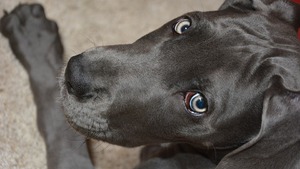 Kalabria: uchodźcy próbowali upiec psa - natychmiastowa interwencja karabinierów