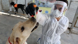 COVID-19 będą wykrywały... psy! "Walczą z pandemią"