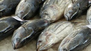 Takie rzeczy tylko w Rosji! Syn poszedł na wojnę? Dostaniesz w nagrodę kilogramy mrożonej ryby