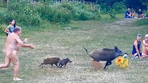 Kolejny atak szalonych dzików w Niemczech! Locha ukradła staremu nudyście laptopa