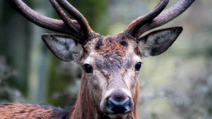 Federacja Związków Łowieckich Państw UE apeluje do prezydenta