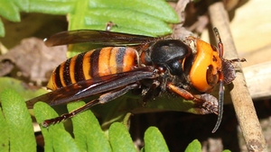 Po babcinych pasztecikach z cyjankiem i strącaniu dronów słoikami mamy zabójcze pszczoły mordujące rosyjskich żołnierzy (FELIETON)