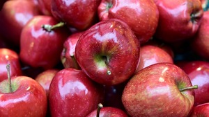 Biedne jabłuszka i zły rolnik polski  