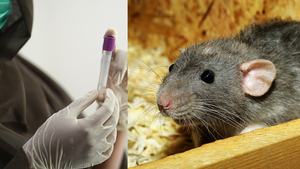 Nowy wirus. Znowu zabawa z lockdownami? "SEOV jest wysoce zaraźliwy, ciężkie schorzenia, przenoszą go szczury"