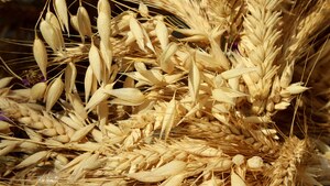 Nie tylko w Polsce protestują przeciwko taniemu zbożu z Ukrainy