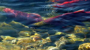 Absurd! Biden chce zburzyć tamy na rzekach by ratować łososie