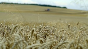 Nie tylko zboże zalewa nas z Ukrainy? Szokujące doniesienia