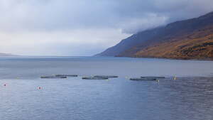 Ta powszechna ryba może być bardzo trująca