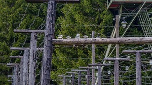 Ruch na granicy polsko-białoruskiej częściowo wznowiony. Które przejścia są zamknięte?