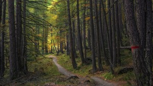 Tragiczny atak na Podkarpaciu. Nie żyje kobieta