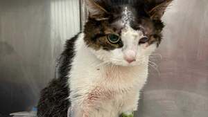 Kot Pandek skatowany za zjedzenie boczku. Jest wyrok dla właściciela!