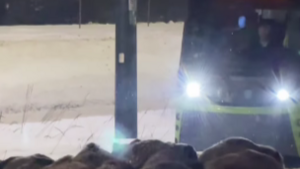 Szokujące sceny w Olsztynie! Co stado dzików robiło na torach? [VIDEO]