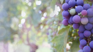 Ewangelia na dziś. "Odpowiedział: "Idę, panie!", lecz nie poszedł"