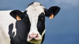 Dramatyczna sytuacja na rynku mleka. Będzie masowy upadek gospodarstw?