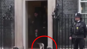 Karol Nawrocki spotkał się z kotem przy Downing Street. W sieci zawrzało!