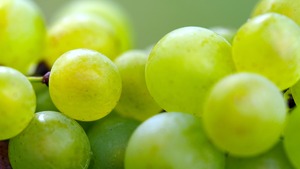 Ewangelia na dziś. Co oznacza przypowieść o przewrotnych rolnikach?