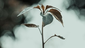 Ewangelia na dziś. Dlaczego Zacheusz wszedł na drzewo?