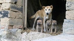 Ewangelia na dziś. Nawet "szczenięta pod stołem jadają z okruszyn dzieci"