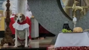 Pies został ministrantem? Zaskakujące sceny w kościele! [VIDEO]