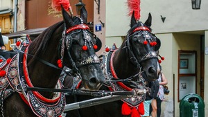 Satanistyczny kongres ma odbyć się... w Krakowie. "Czy tam kogoś porąbało zupełnie?!"