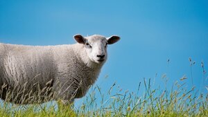 Ewangelia na dziś. "Cieszcie się ze mną, bo...!"