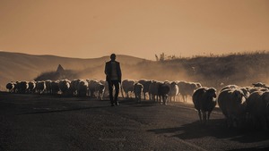 Ewangelia na dziś. Kto jest prawdziwym pasterzem?