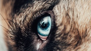 Dramat w Stalowej Woli! Pies rasy husky pogryzł twarz 6-latka!