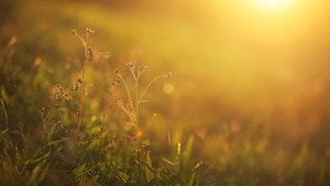 Ewangelia na dziś. "Dzieła, które czynię, świadczą o Mnie"